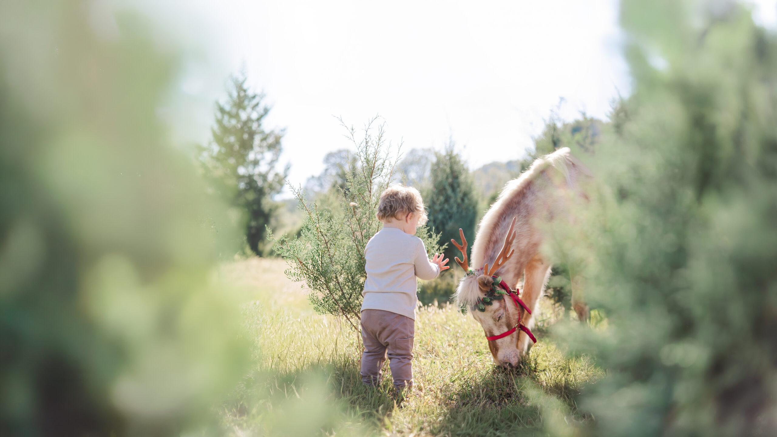 Two children meeting Burt the Reindeer among Christmas trees during a Christmas mini session with 5U Photography near Birmingham, Alabama.