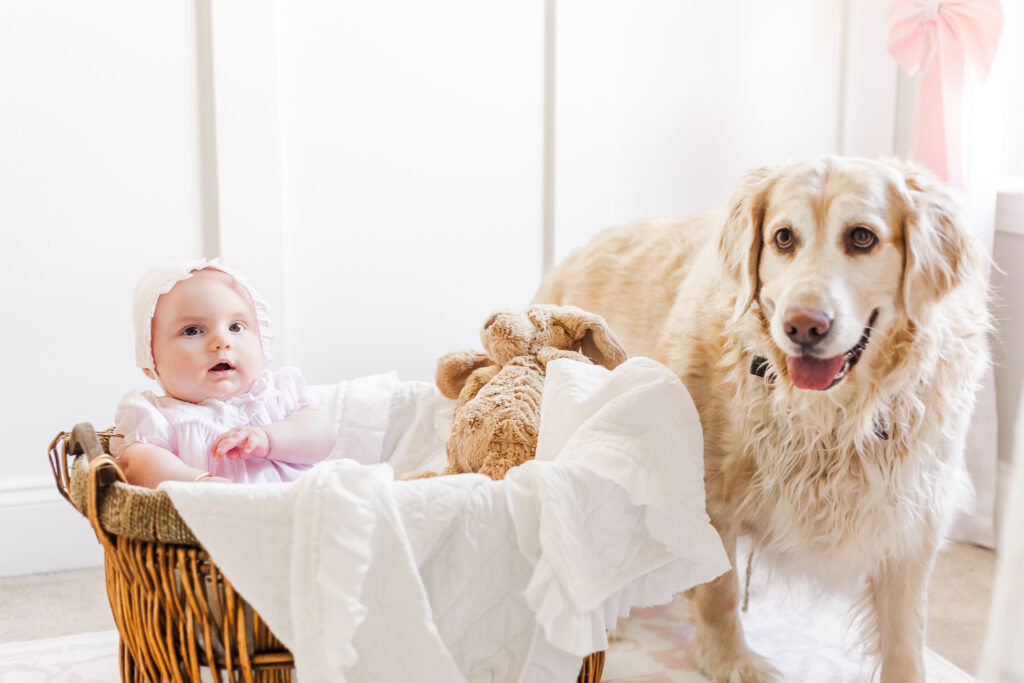 little girl sitting in wicker basket with pale pink bonnet on with golden retriever sitting lovingly beside her