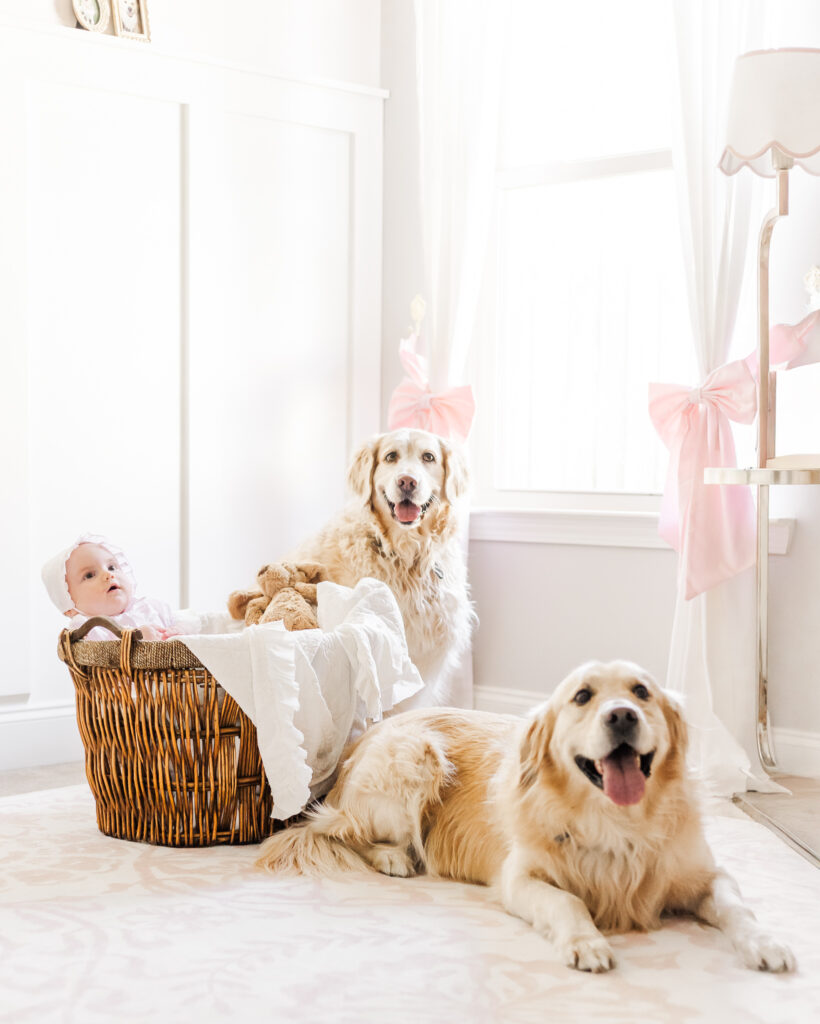 The McBrayer family’s golden retrievers, Maverick and Isabelle, relaxing near baby Ella during her photoshoot