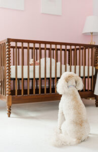 Eleanor swaddled in white blanket with family dog sitting on floor looking into crib at sleeping newborn baby