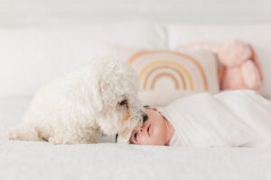 Baby girl laying swaddled on the bed with white dog looking down at baby girl during 5U Photography newborn session