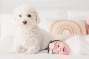 newborn baby girl swaddled in white blanket laying on bed looking up at white dog sitting beside baby