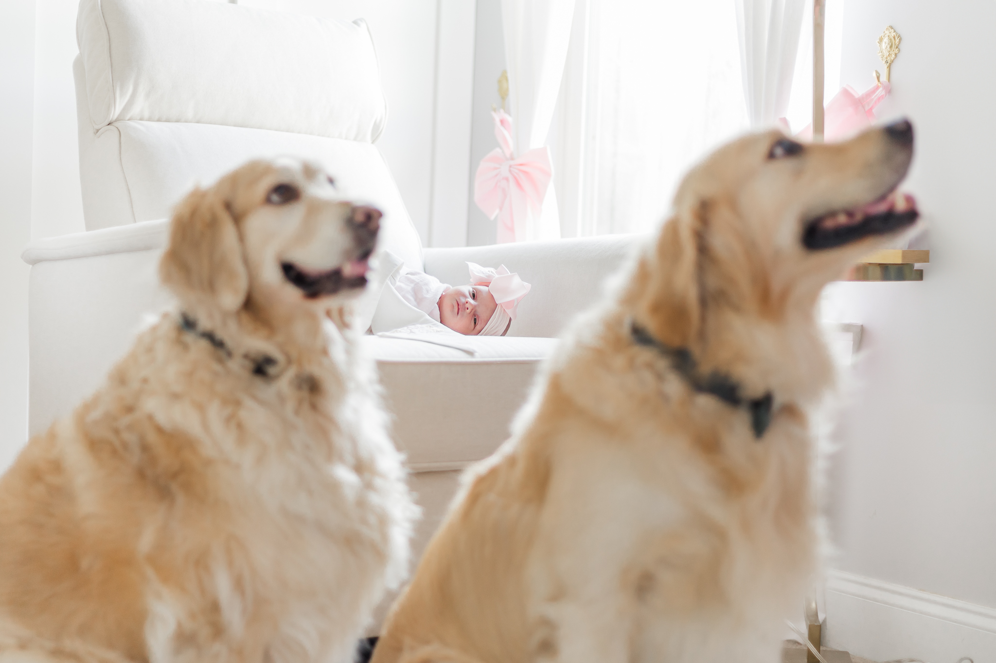 Picture of newborn baby girl swaddled and laying in rocker with 2 golden retrievers sitting in front of rocking chair