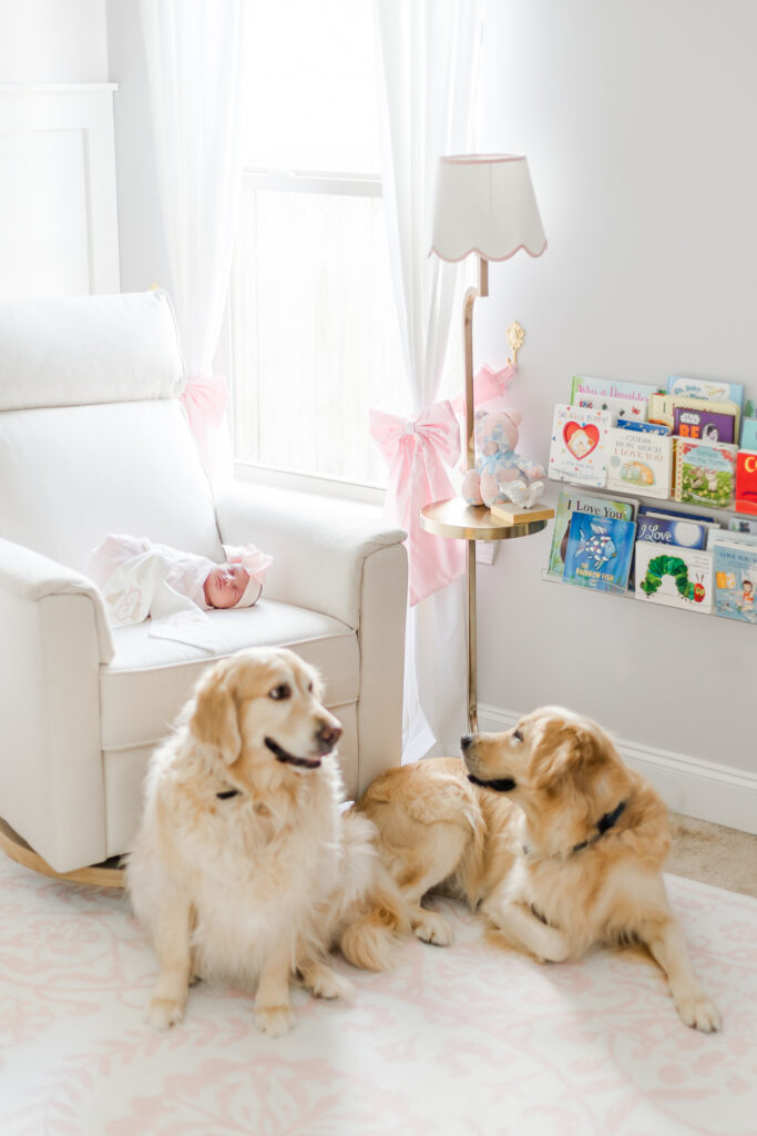 Baby girl wrapped in white blanket with pink bow laying on rocker in nursery with 2 golden retrievers laying in front during in-home newborn session