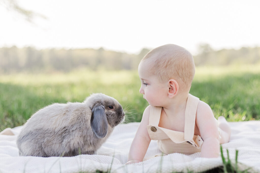 6 month old little boy lying on stomach on blanket looking at holland lop bunny during 6 month milestone session with 5U Photography 