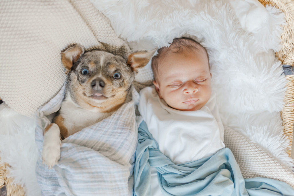 newborn baby boy ezra lying next to family dog both swaddled together in wicker basket