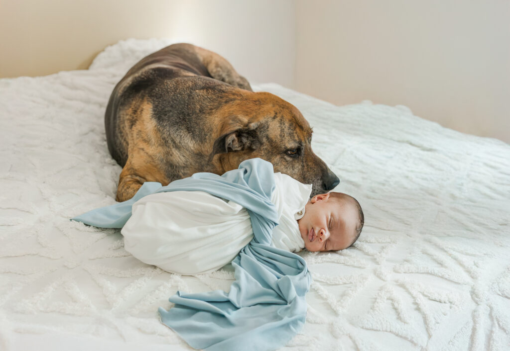 newborn baby boy sleeping peacfully swaddled in white blanket lying on bed with family dog lying beside baby during cozy in-home newborn session