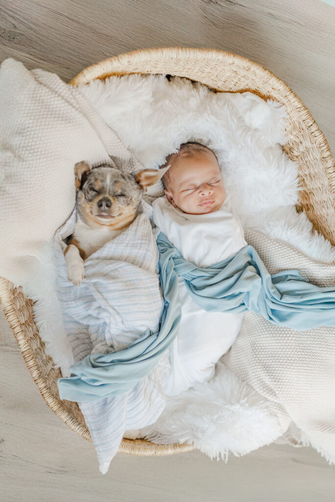 newborn baby boy ezra lying next to family dog both swaddled together in wicker basket during milestone membership session