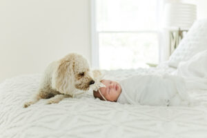 newborn Eleanor swaddled in white blanket laying on parents bed during in-home newborn session at their home in highland lakes in birmingham alabama with family dog laying next to her lovingly sniffing her head