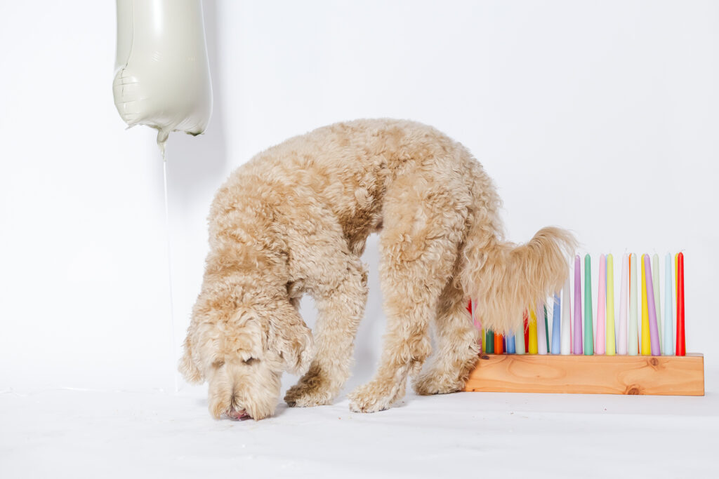 Playful behind-the-scenes moment from an in-home milestone session, featuring the family dog cleaning up cake on a white backdrop.
